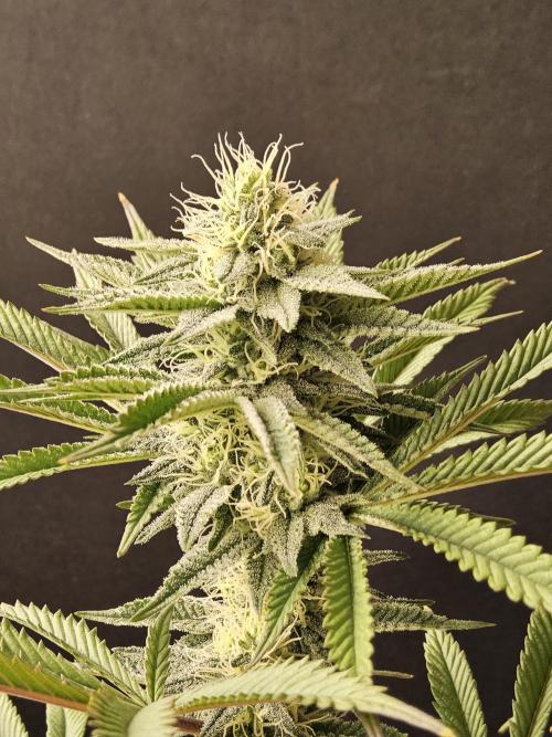 Very Cherry. Week 13