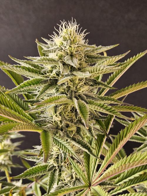Very Cherry. Week 13
