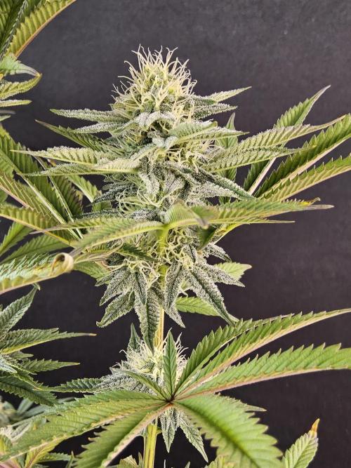 Very Cherry. Week 13