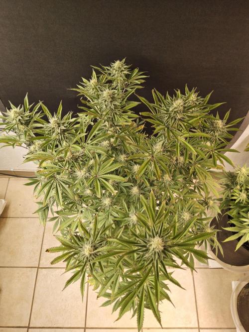 Very Cherry. Week 13