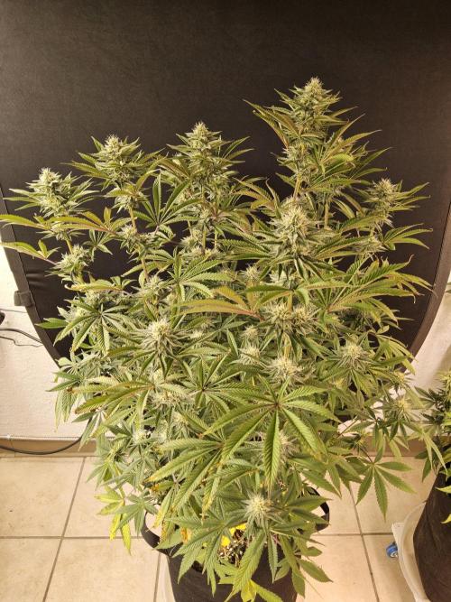Very Cherry. Week 13