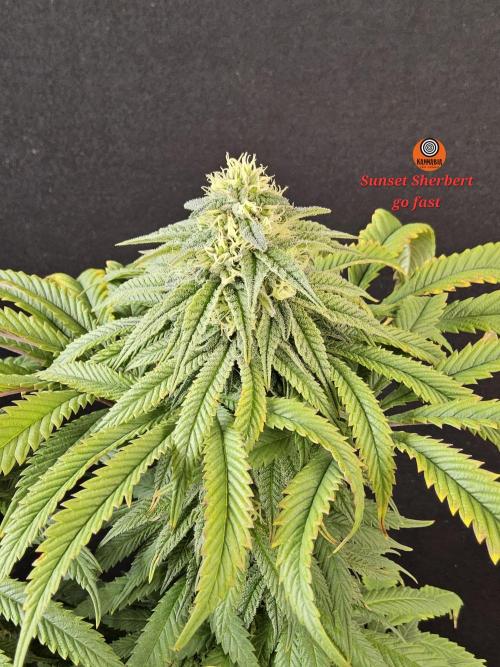 A Kannabian Sunset. Week 13