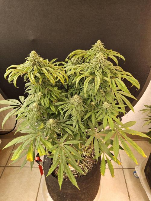 A Kannabian Sunset. Week 13