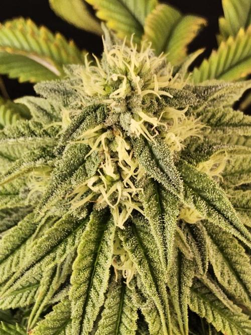 A Kannabian Sunset. Week 13