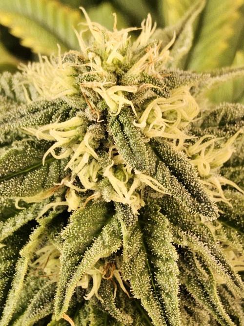 A Kannabian Sunset. Week 13
