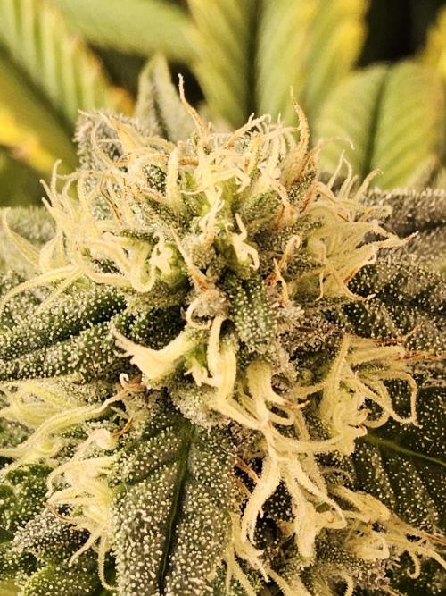 A Kannabian Sunset. Week 13
