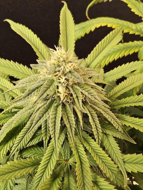 A Kannabian Sunset. Week 13