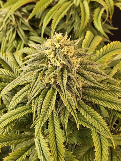A Kannabian Sunset. Week 13
