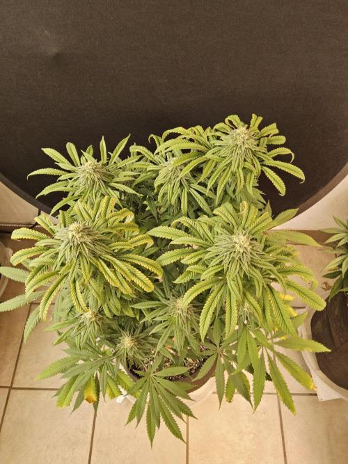 A Kannabian Sunset. Week 13