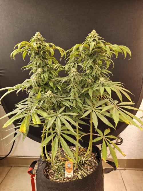 A Kannabian Sunset. Week 13