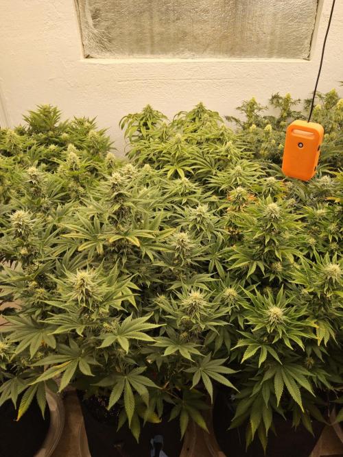 A Kannabian Sunset. Week 13