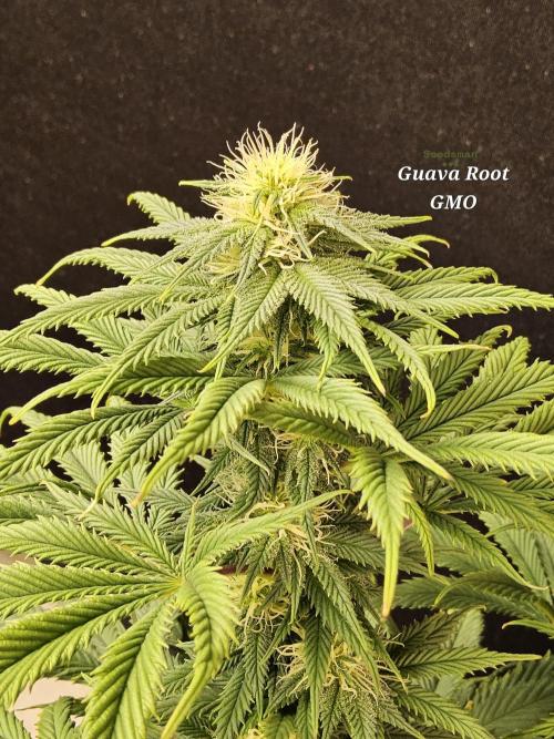 Sweet Guava Root. Week 13