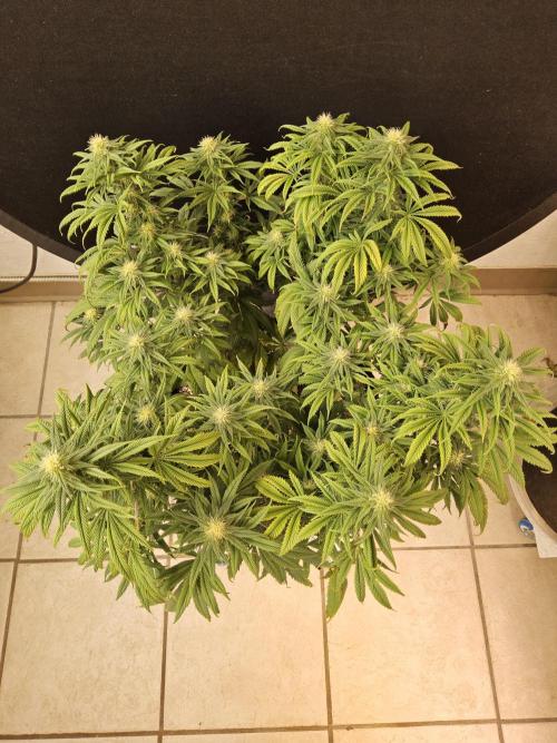 Sweet Guava Root. Week 13