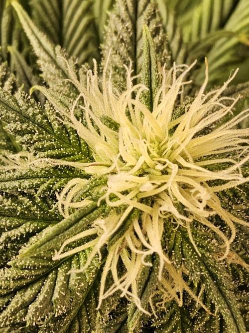 Sweet Guava Root. Week 13