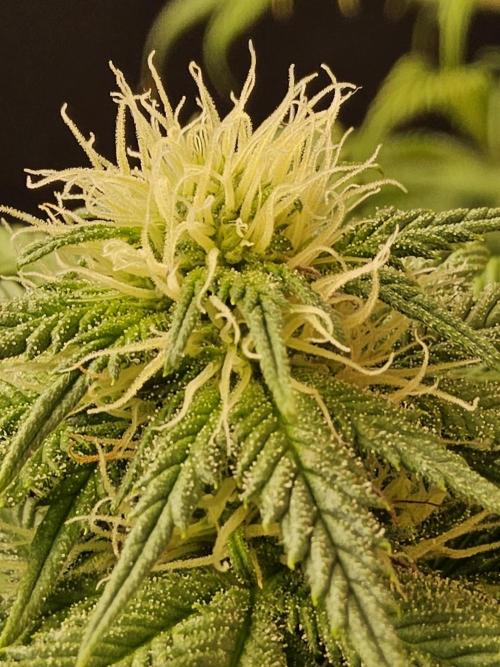 Sweet Guava Root. Week 13