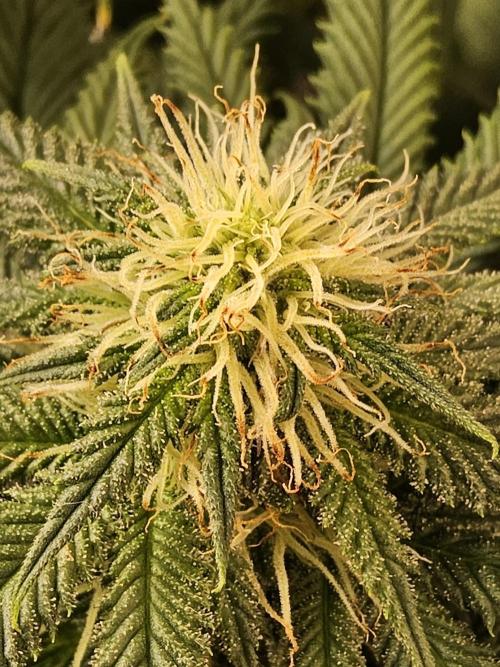 Sweet Guava Root. Week 13