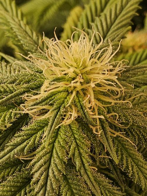 Sweet Guava Root. Week 13