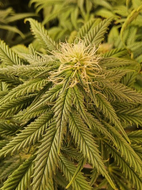 Sweet Guava Root. Week 13