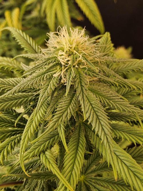 Sweet Guava Root. Week 13