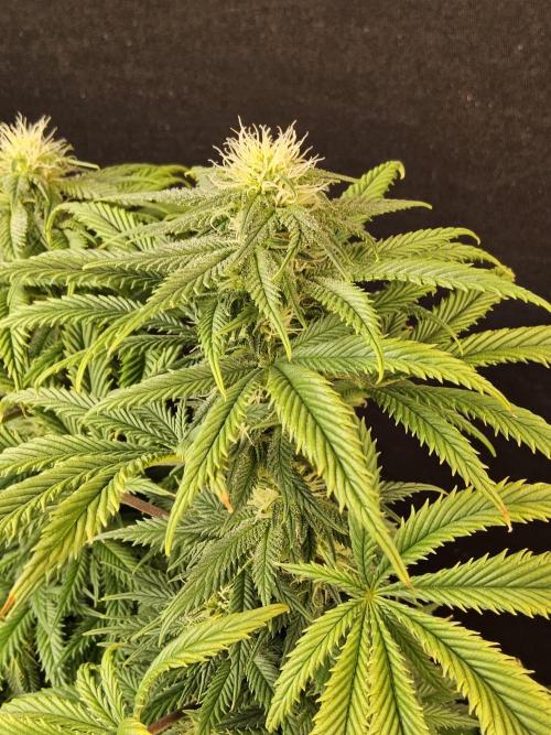 Sweet Guava Root. Week 13