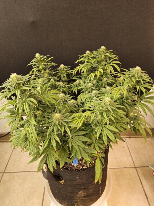 Sweet Guava Root. Week 13