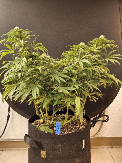 Sweet Guava Root. Week 13