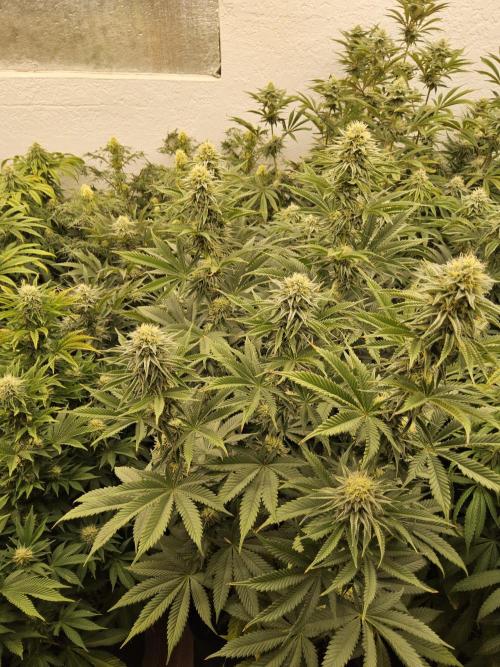 Sweet Guava Root. Week 13