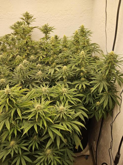 Sweet Guava Root. Week 13