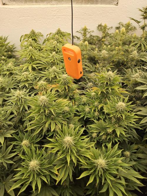 Sweet Guava Root. Week 13