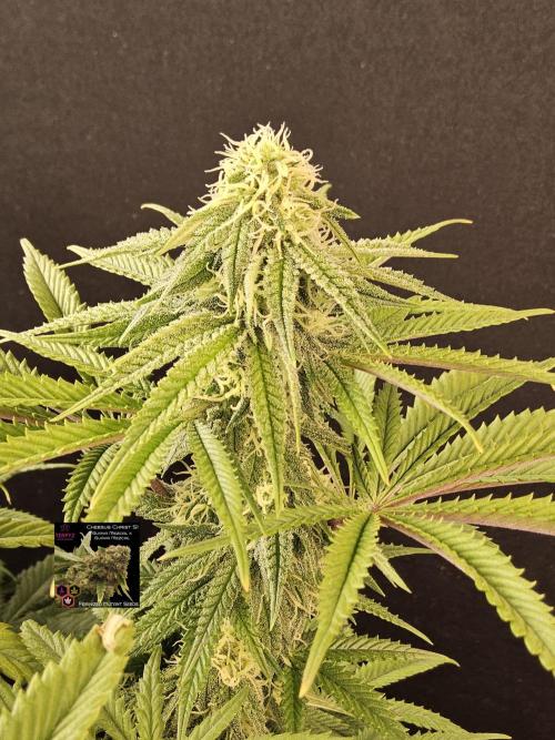 Freaky Cheese. Week 13