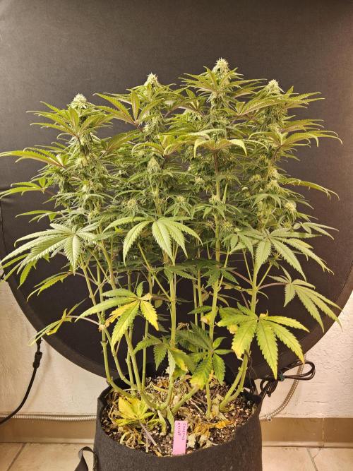Freaky Cheese. Week 13