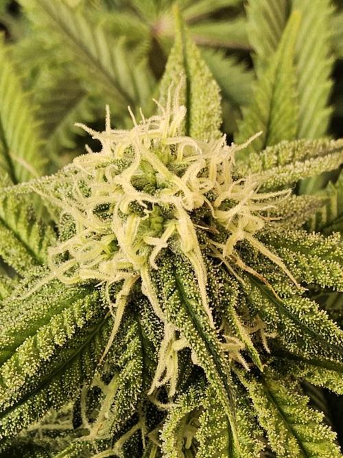 Freaky Cheese. Week 13