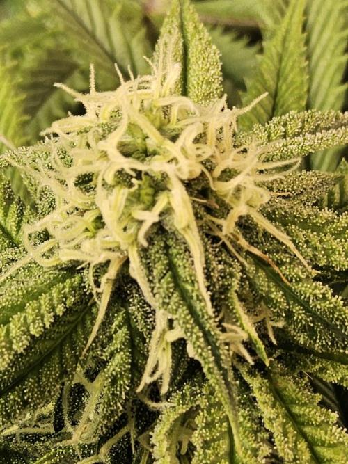 Freaky Cheese. Week 13