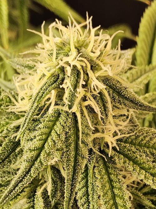 Freaky Cheese. Week 13