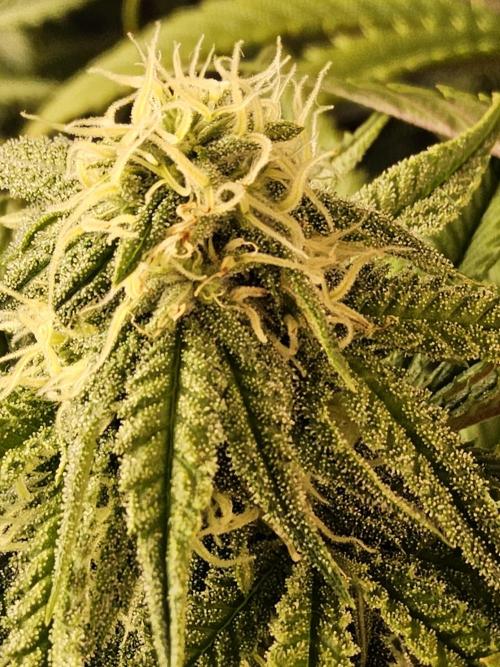 Freaky Cheese. Week 13