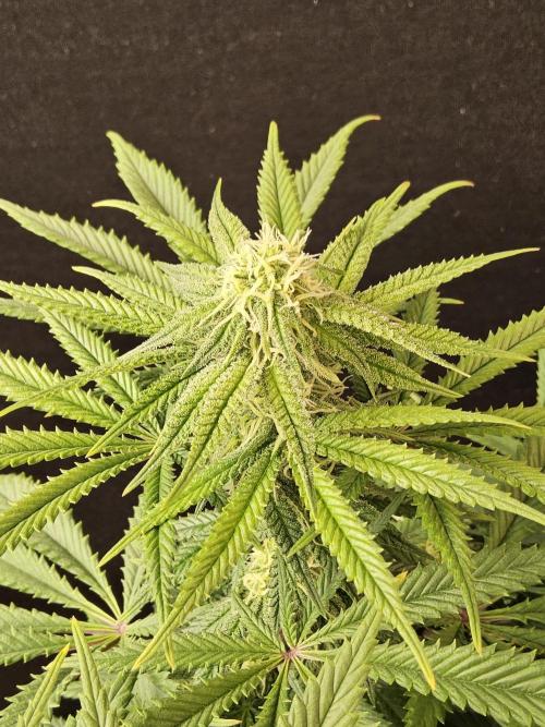Freaky Cheese. Week 13