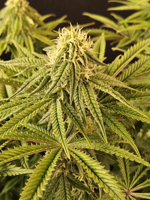Freaky Cheese. Week 13