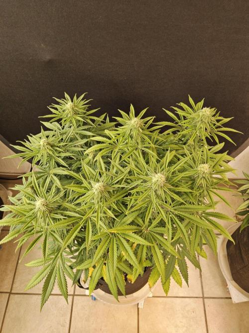 Freaky Cheese. Week 13