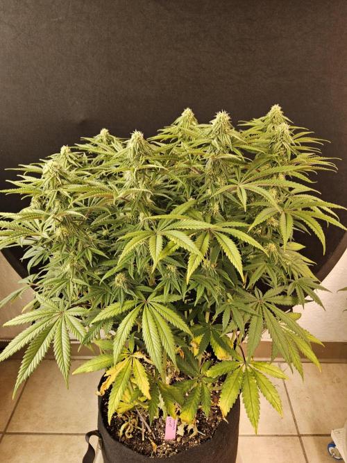 Freaky Cheese. Week 13