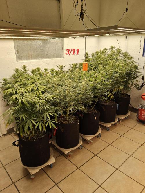 Freaky Cheese. Week 13