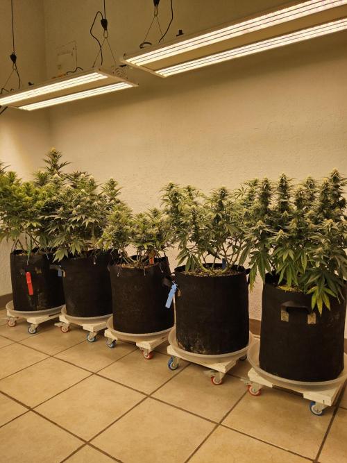 Freaky Cheese. Week 13