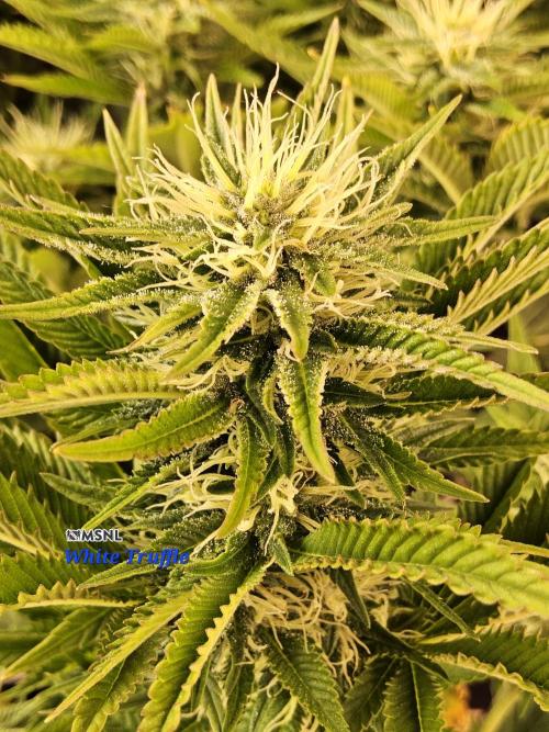 The Truffle of MSNL. Week 12