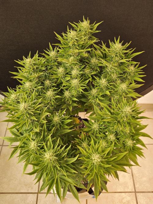The Truffle of MSNL. Week 12