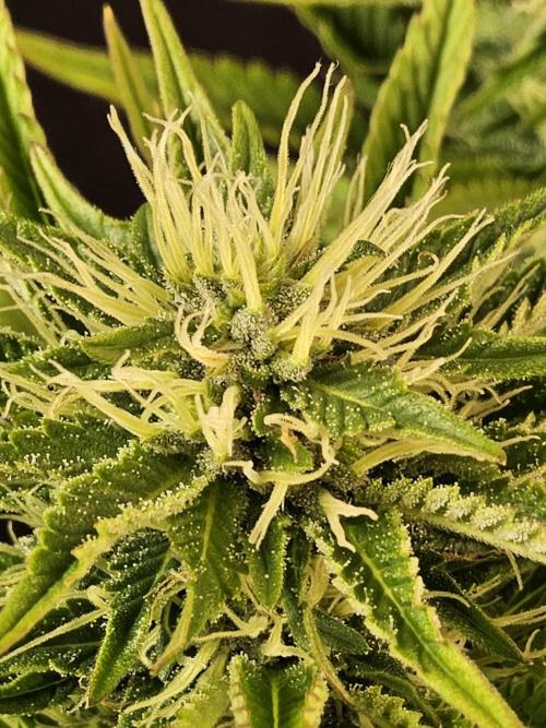 The Truffle of MSNL. Week 12