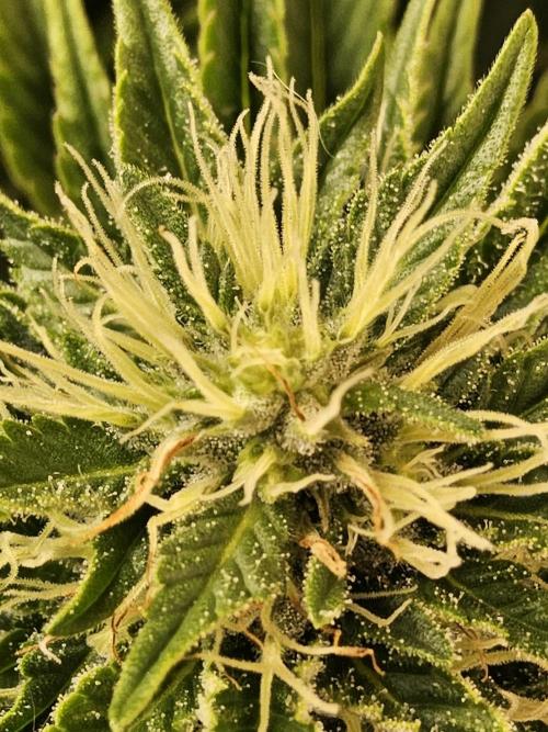 The Truffle of MSNL. Week 12
