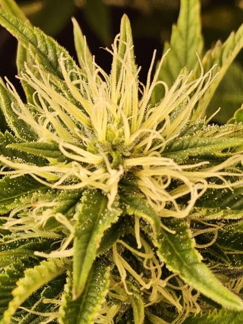 The Truffle of MSNL. Week 12