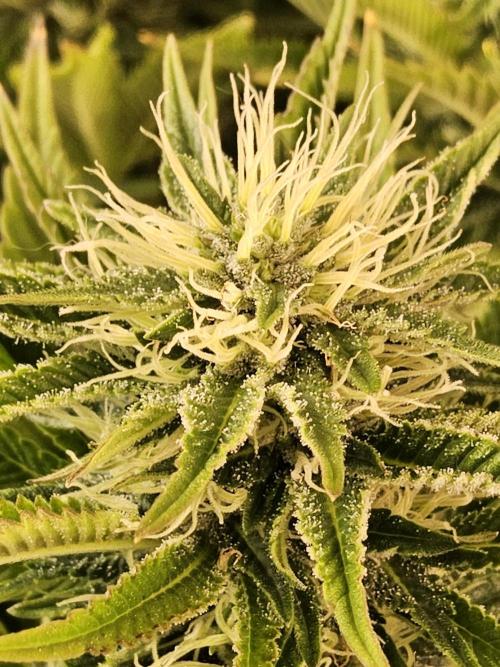 The Truffle of MSNL. Week 12
