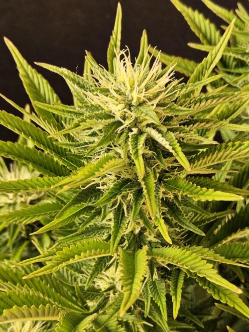 The Truffle of MSNL. Week 12