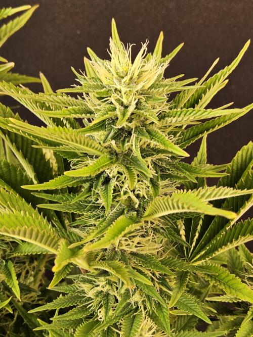 The Truffle of MSNL. Week 12