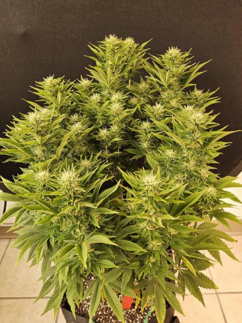 The Truffle of MSNL. Week 12